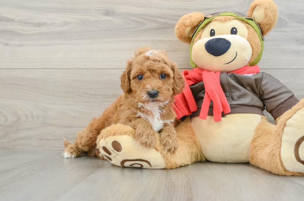 7 week old Cavapoo Puppy For Sale - Simply Southern Pups