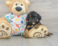 8 week old Cavapoo Puppy For Sale - Simply Southern Pups
