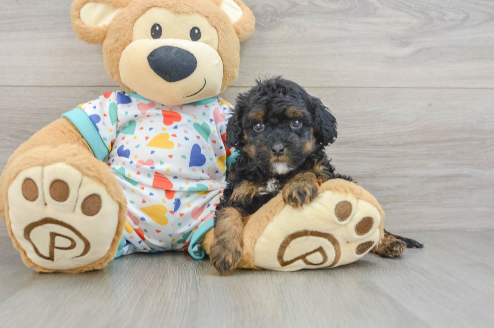 8 week old Cavapoo Puppy For Sale - Simply Southern Pups