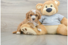 Popular Cavapoo Poodle Mix Pup