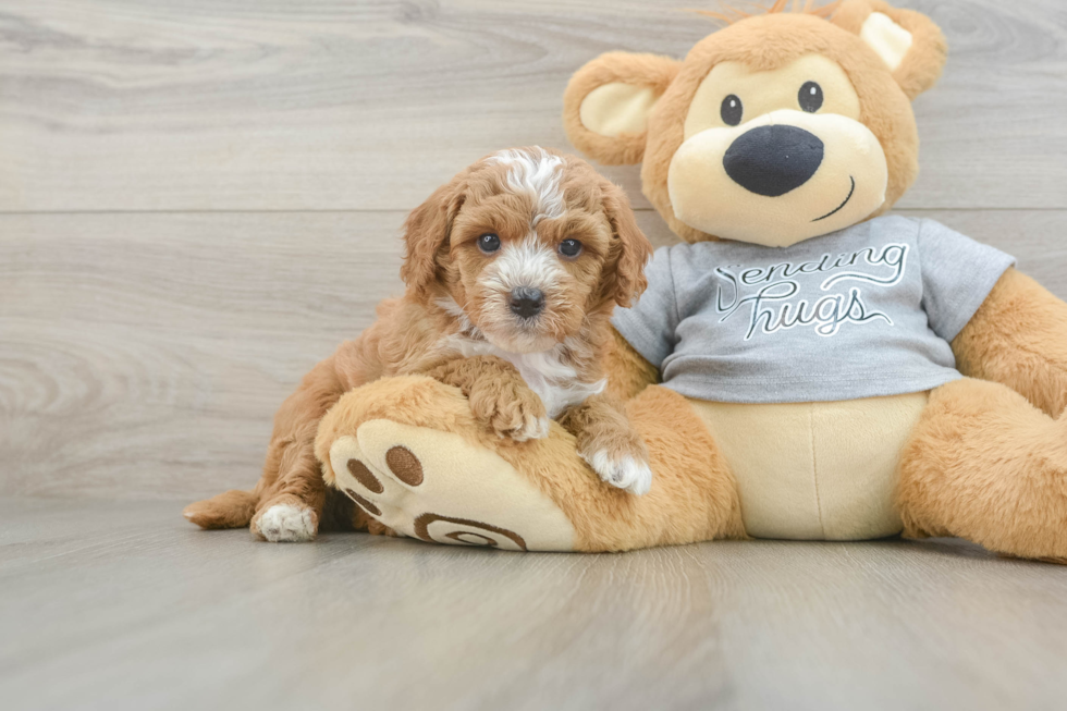 Popular Cavapoo Poodle Mix Pup