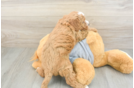 Best Cavapoo Baby