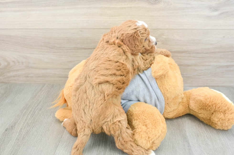 Best Cavapoo Baby