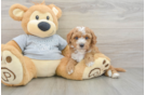 Best Cavapoo Baby