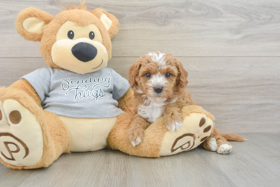 Best Cavapoo Baby