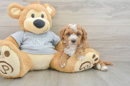 Best Cavapoo Baby
