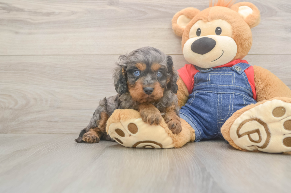 5 week old Cavapoo Puppy For Sale - Simply Southern Pups