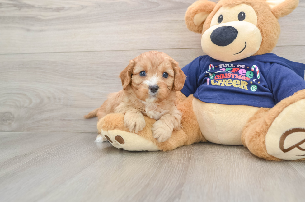 5 week old Cavapoo Puppy For Sale - Simply Southern Pups