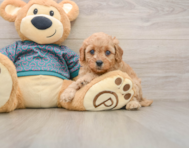 8 week old Cavapoo Puppy For Sale - Simply Southern Pups