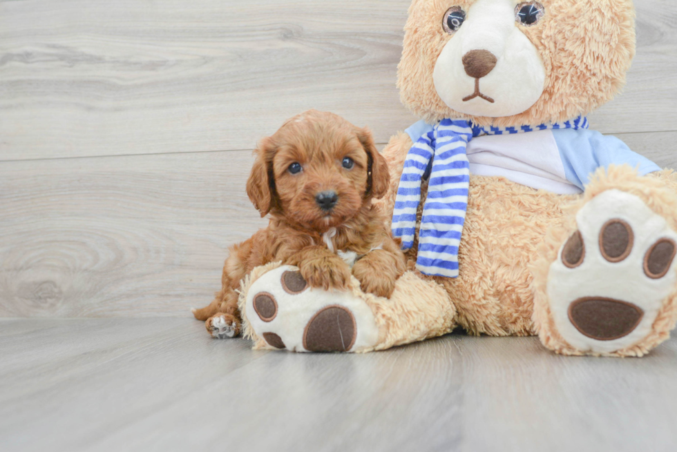 Cute Cavapoo Leslie: 5lb 9oz Doodle Puppy