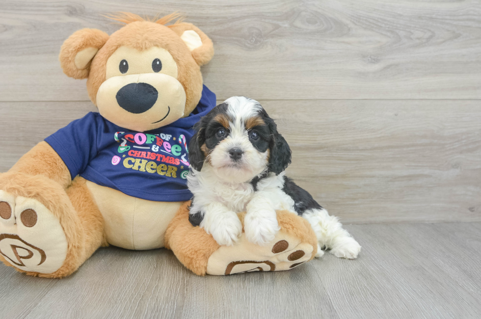 5 week old Cavapoo Puppy For Sale - Simply Southern Pups