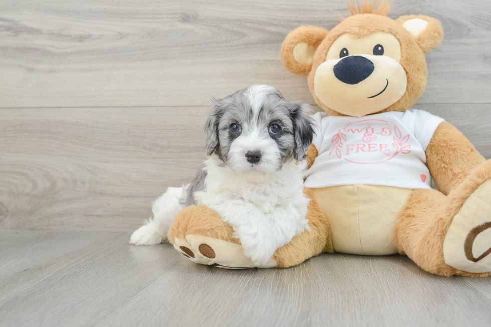 Popular Cavapoo Poodle Mix Pup