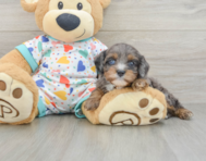 8 week old Cavapoo Puppy For Sale - Simply Southern Pups