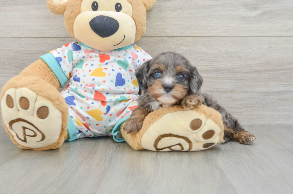 6 week old Cavapoo Puppy For Sale - Simply Southern Pups
