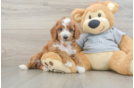 Happy Cavapoo Baby