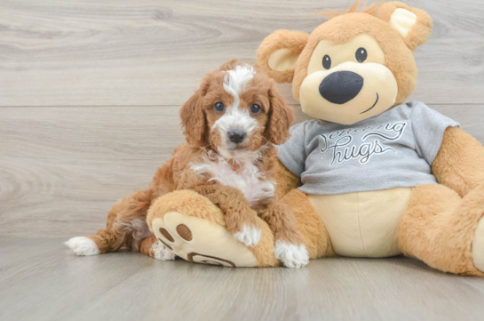 Happy Cavapoo Baby
