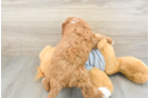 Hypoallergenic Cavadoodle Poodle Mix Puppy