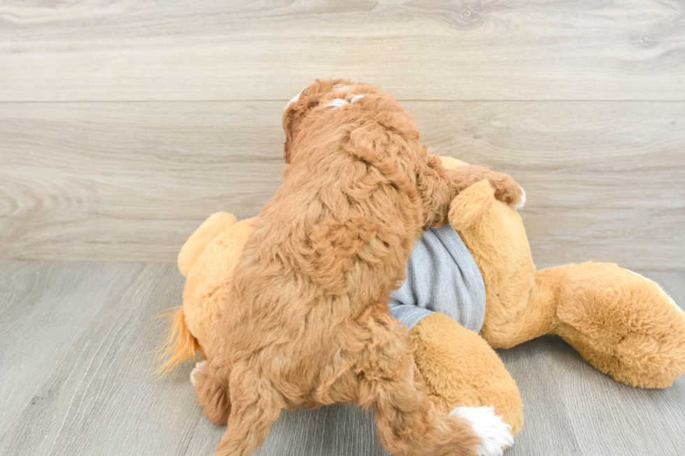 Hypoallergenic Cavadoodle Poodle Mix Puppy