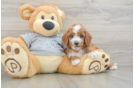 Funny Cavapoo Poodle Mix Pup