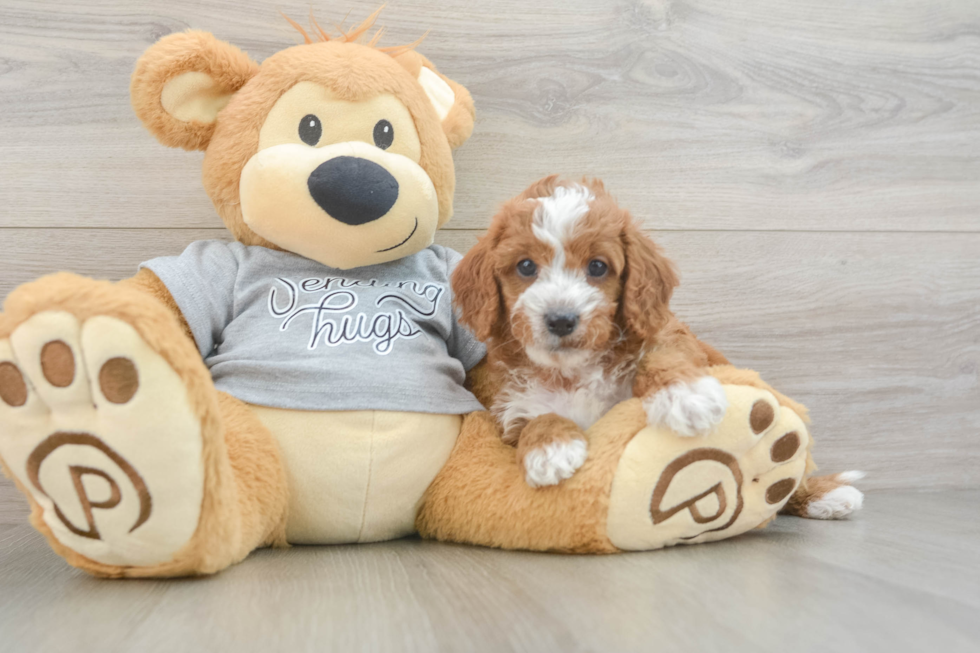 Funny Cavapoo Poodle Mix Pup