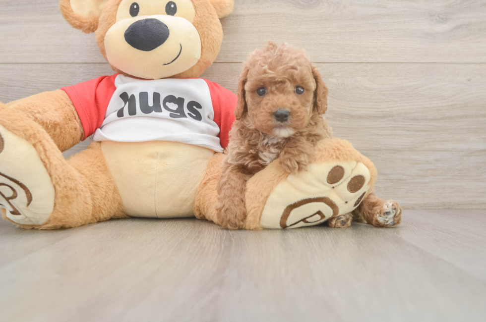 6 week old Cavapoo Puppy For Sale - Simply Southern Pups