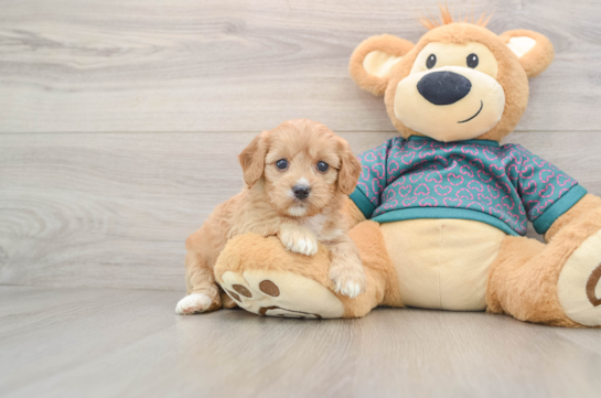 Cavapoo Puppy for Adoption