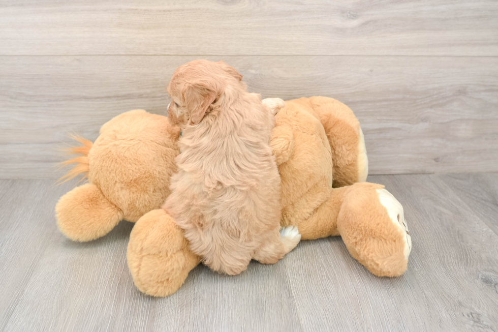 Fluffy Cavapoo Poodle Mix Pup