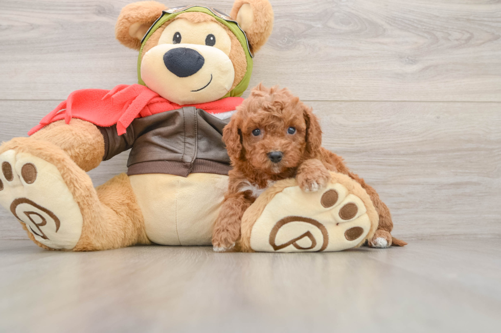 Cavapoo Puppy for Adoption