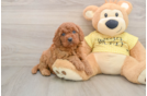 Cavapoo Pup Being Cute