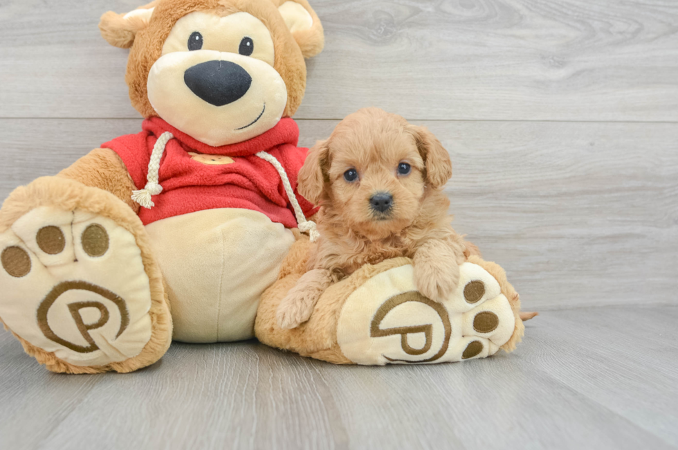 6 week old Cavapoo Puppy For Sale - Simply Southern Pups