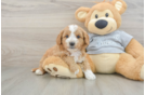 Happy Cavapoo Baby