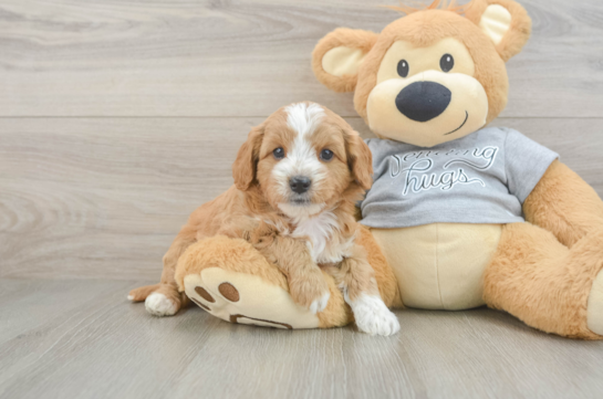 Happy Cavapoo Baby
