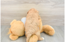 Cavapoo Puppy for Adoption