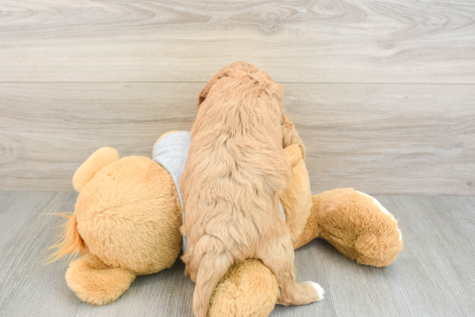 Cavapoo Puppy for Adoption