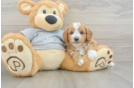 Best Cavapoo Baby