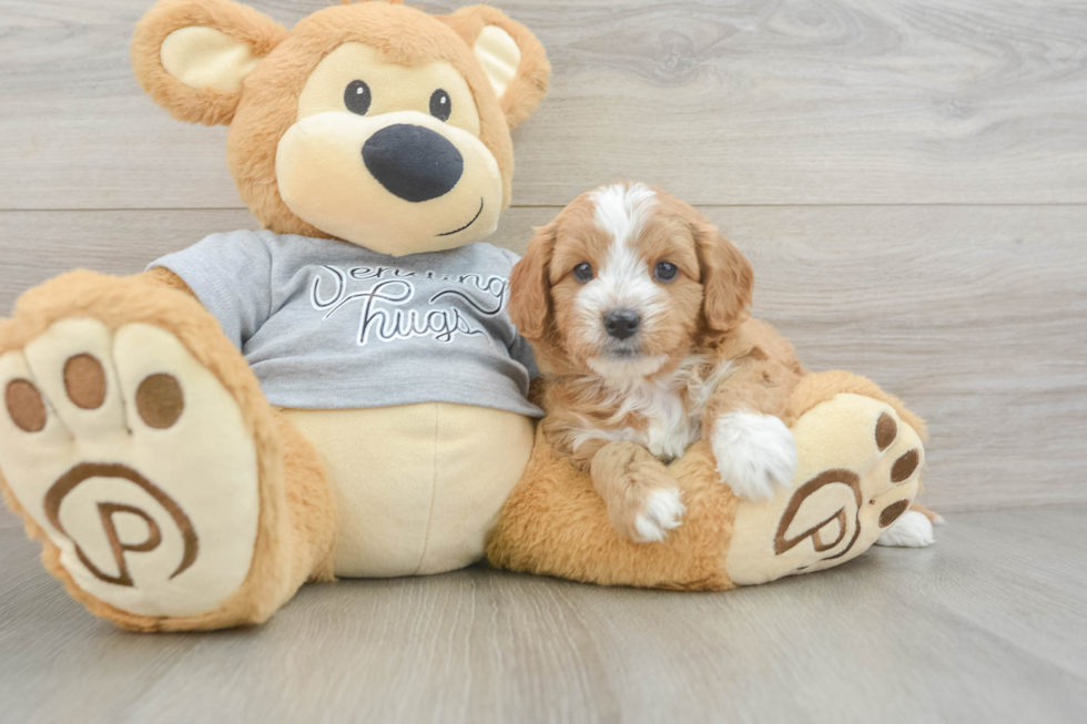 Best Cavapoo Baby