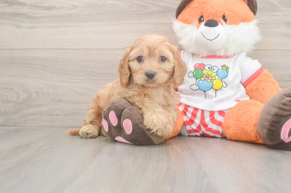 6 week old Cavapoo Puppy For Sale - Simply Southern Pups