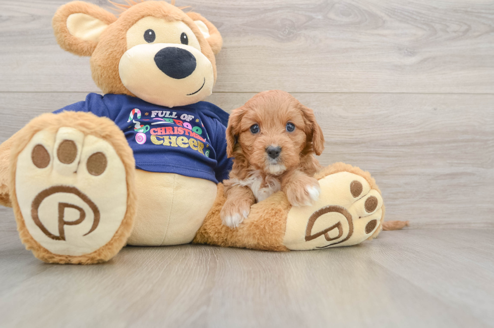 5 week old Cavapoo Puppy For Sale - Simply Southern Pups