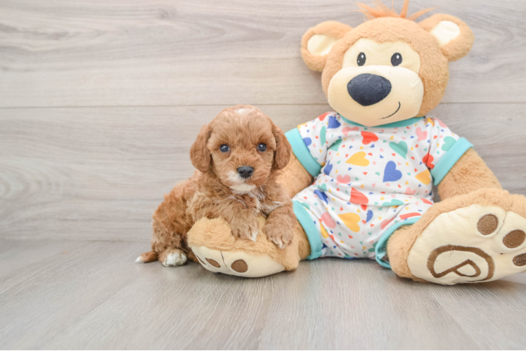 Best Cavapoo Baby