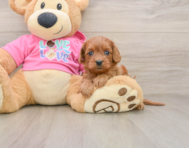 7 week old Cavapoo Puppy For Sale - Simply Southern Pups