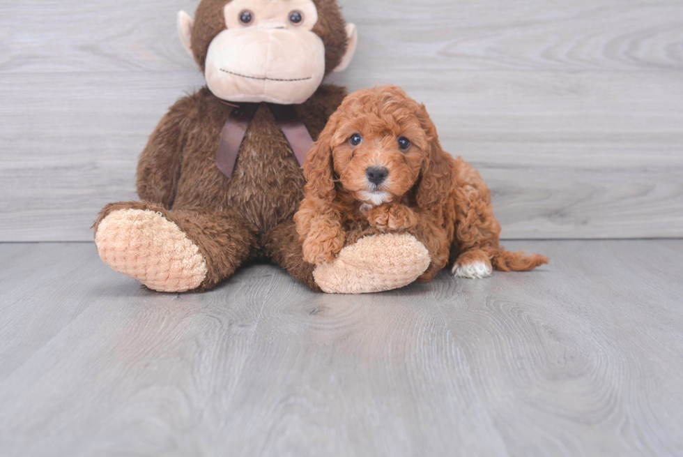 Cute Cavapoo Baby
