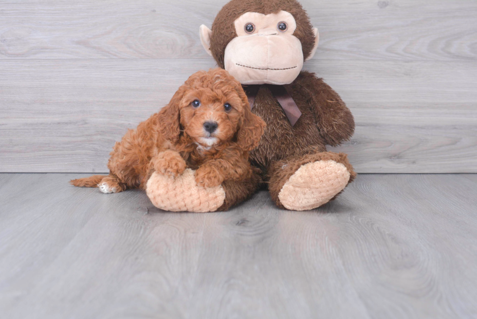 Best Cavapoo Baby
