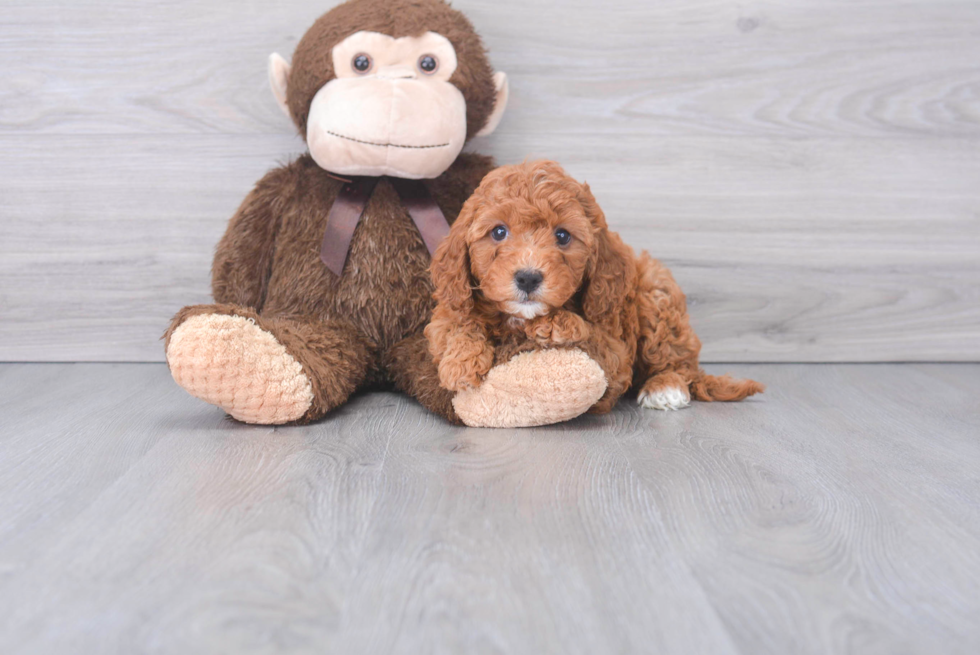 Best Cavapoo Baby