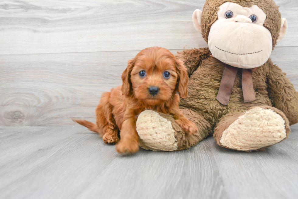 Cavapoo Pup Being Cute