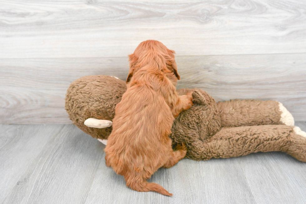 Cute Cavapoo Baby