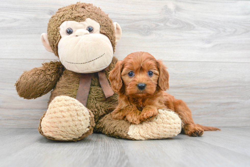 Best Cavapoo Baby