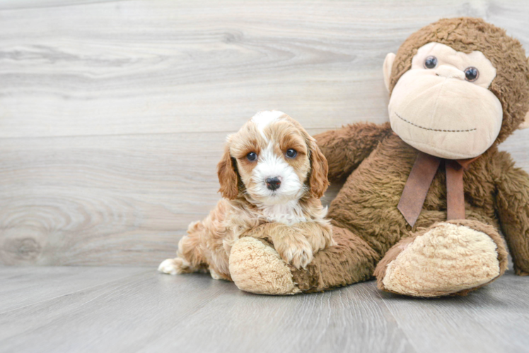 Cavapoo Pup Being Cute
