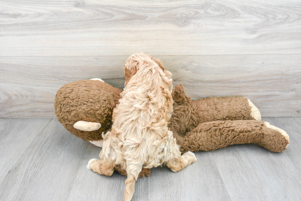 Hypoallergenic Cavoodle Poodle Mix Puppy