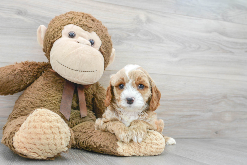 Cute Cavapoo Baby