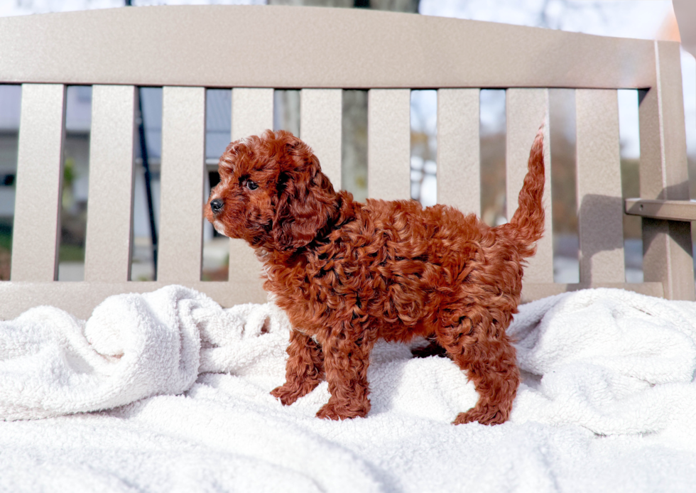 Cute Cavapoo Baby